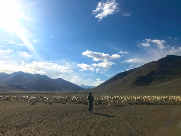 Changpa Nomads of Changthang Plateau